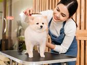 recurring revenue pet grooming