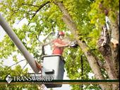 established highly profitable tree