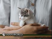 turnkey unique pet service