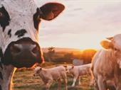 well-established animal feed supply