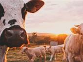 fuel cattle feed tire