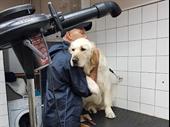 pampered pets paradise established