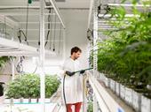 delaware cultivation license sussex