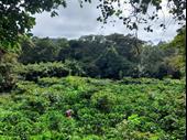 profitable established coffee farm