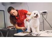 profitable suffolk pet grooming