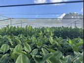 established wholesale production nursery