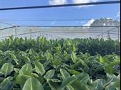 established wholesale production nursery