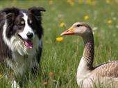 work for yourself-outdoors goose