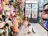 north edmonton pet retail