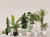 artificial plants--mitcham 1p10820 for