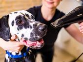 fully established dog grooming
