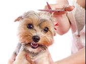 profitable absentee mobile pet
