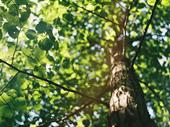 tree care services company