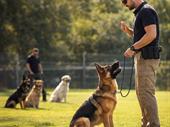 high margin dog training