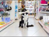 premier natural pet food