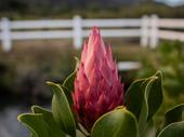 lifestyle investment protea farm