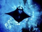 established scuba diving business
