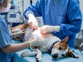 full service vet pet