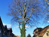 tree surgeon arborist business