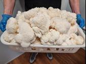 premium functional mushroom business