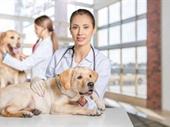 small animal vet clinic