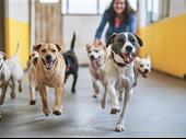 established pet boarding southwestern