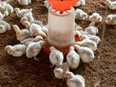 established poultry farming operation