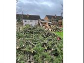 highly rated tree surgeon