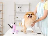 pet grooming dog day