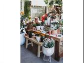 Boutique Plant / Garden Nursery & Giftware Store Creative Lifestyle Business | Sydney