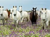 huge agricultural equestrian estate