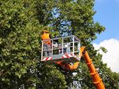 tree removal landscape service