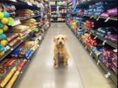 premier pet food supply