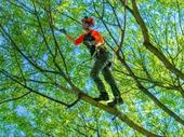 established 25-year arborist business