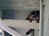 30-year wildlife removal pest