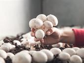 mushroom production business