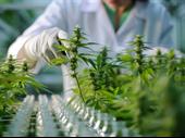 industrial cannabis grow processing