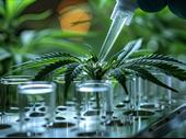 otc public company cannabis