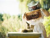 online beekeeping equipment protective