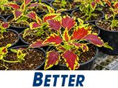 wholesale plants 45years one