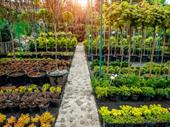 profitable regional nursery central