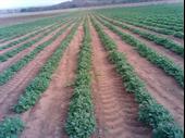 farm with development potential