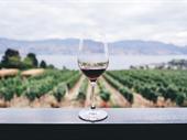 established winery vineyard business