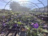 hardy geranium nursery for