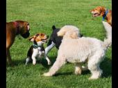 pet waste disposal franchise