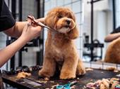 dog grooming business hartford