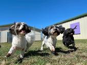 canineology centre established doggy