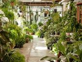 fitzroy nursery iconic cbd