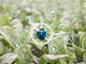 chemical free pest control
