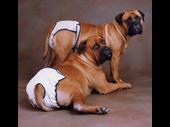 pet products manufacturing business